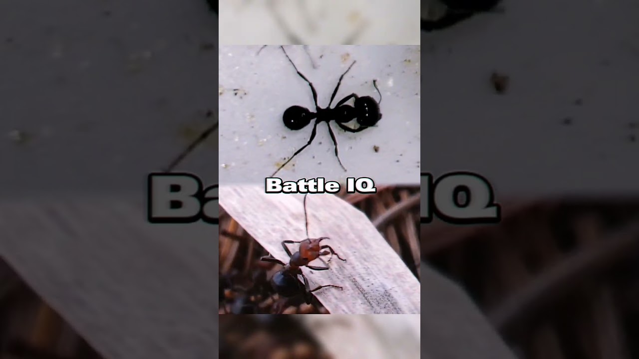 Ant battle: Messor Structor (Harvester) VS Formica Rufa (Red Wood) 