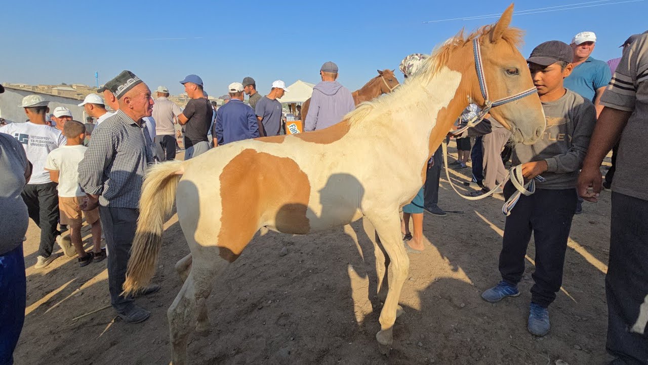 APACHI OT QASHQADARYO CHIROQCHI OT BOZORI 