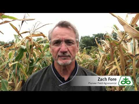 Video: Vadnutí rostlin kukuřice – co dělat pro zvadlé rostliny kukuřice