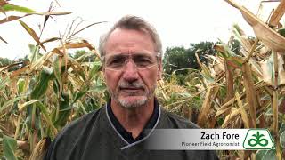 Goss's Wilt in Corn