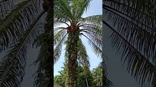 Download Lagu OJO MOK ANGGEP PANEN SAWET KI PENAK 😭!!! #NGEGREK MP3