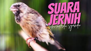 BLACKTHROAT GACOR SUARA JERNIH EFECTIF buat MASTERAN KENARI PAUD BELAJAR BUNYI MERDU