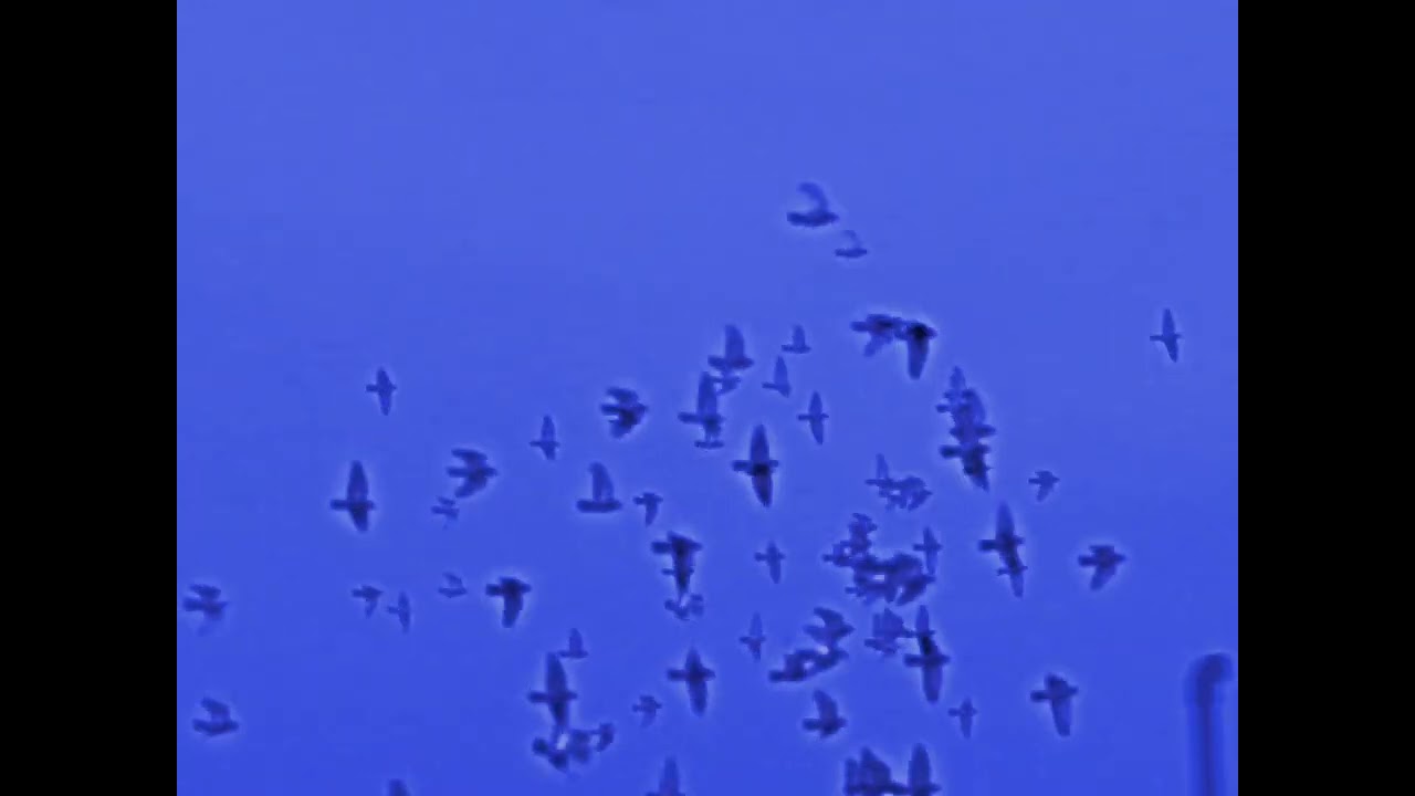 A flock of pigeons circling around 