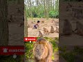 মানুষ আর বানরের ফাইজলামি দেখেন #tiktok