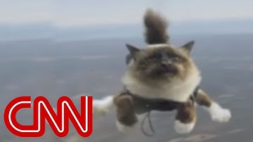Skydiving cats cause uproar