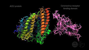 Modelling Coronavirus binding to the human ACE2 receptor