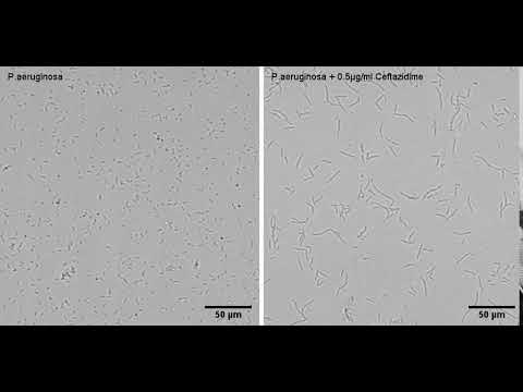 Pseudomonas aeruginosa morphological change upon 0.5µg/ml Ceftazidime - Filamentation