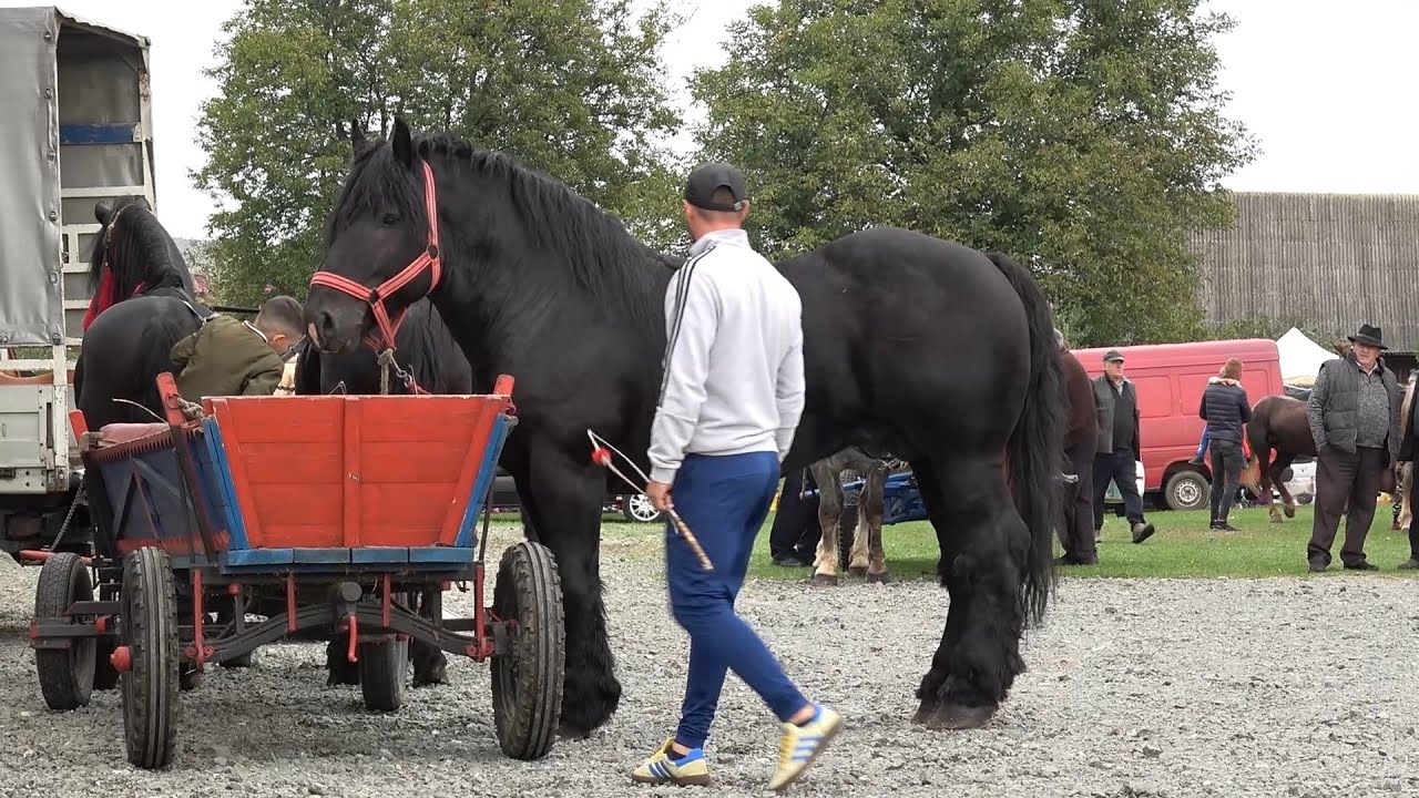 Targul de cai de la Gilau, Cluj - 2024 Nou!!!