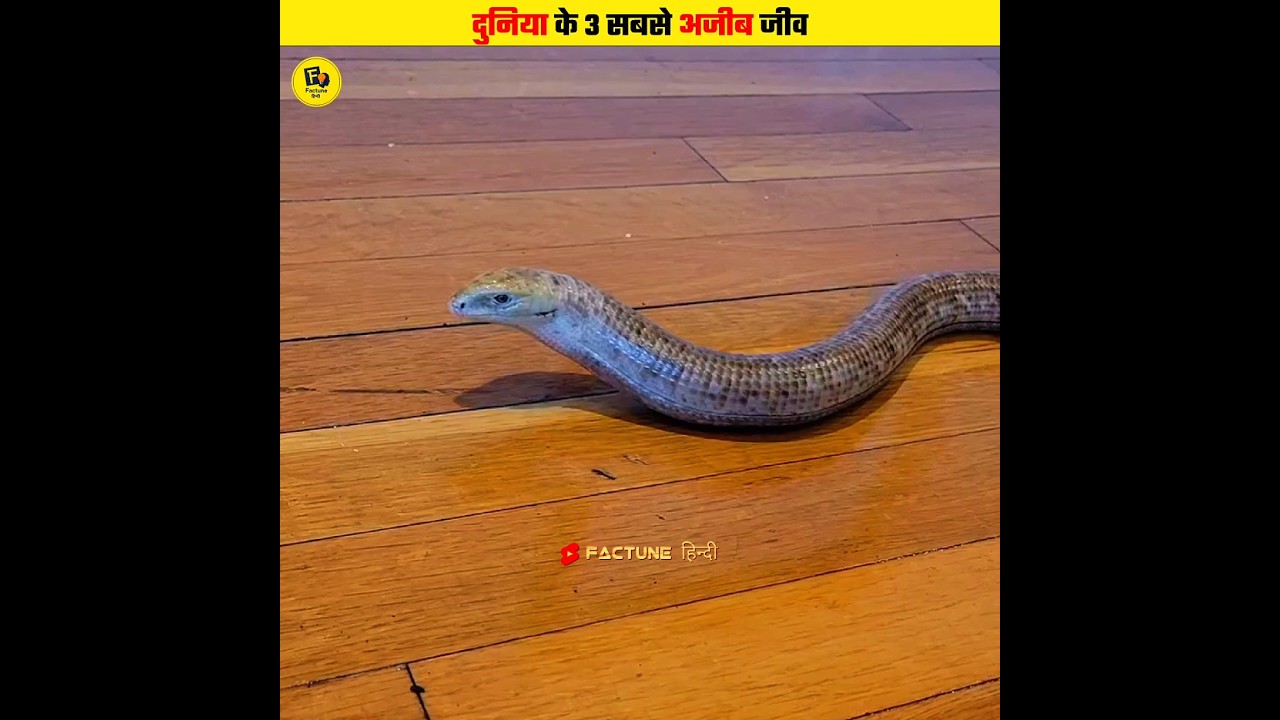 3 Unique Creation of Allah 