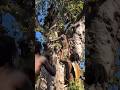 African Tribesmen’s Monkey Hunt: Precision from the Trees.#viralvideo #viralvideo #africantribe