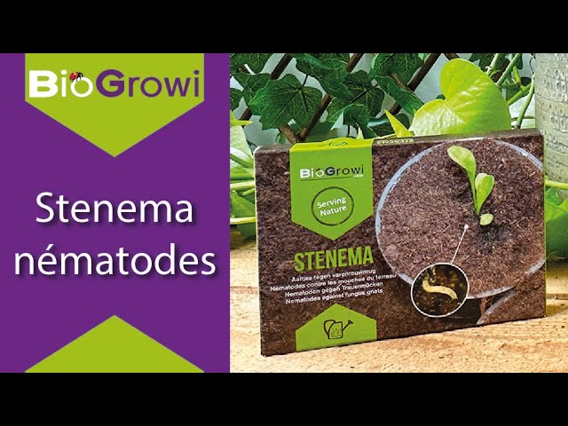 Stenema  Nématodes contre les mouches du terreau 