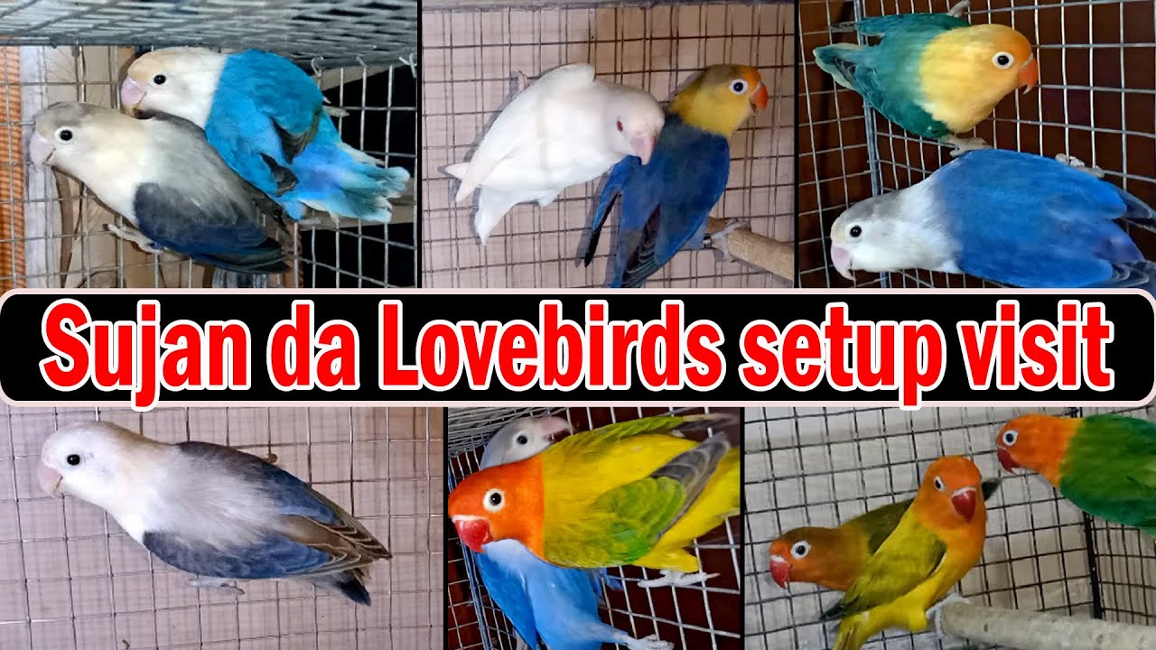 Sujanda Opaline lovebirds setup visit||Beautiful setup of high mutation ...