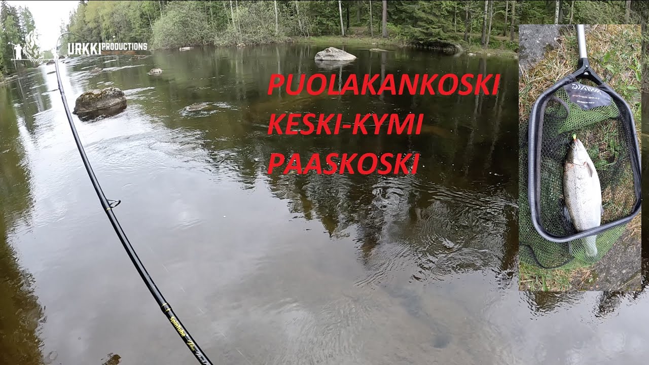 Kirjolohen kalastusta (Puolakankoski, Keski-Kymi, Paaskoski)