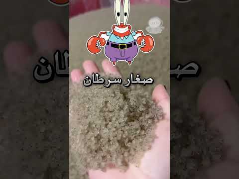 صغار السلطعون