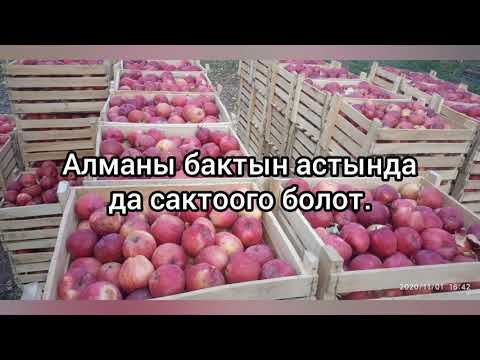 Video: Кыш мезгилинде алманы кантип сактоо керек