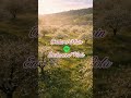 Orchard Plain || Viola Ambient. Music for focus, study, calm, and dreamy moments. #studymusic #calm