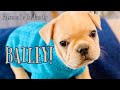 SURPRISE! Meet Bailey the French Bulldog on his First Day Home! Adorable 8 Week Old Frenchie Puppy!