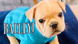 SURPRISE! Meet Bailey the French Bulldog on his First Day Home! Adorable 8 Week Old Frenchie Puppy!