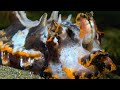Cuttlefish Behavior and Physiology