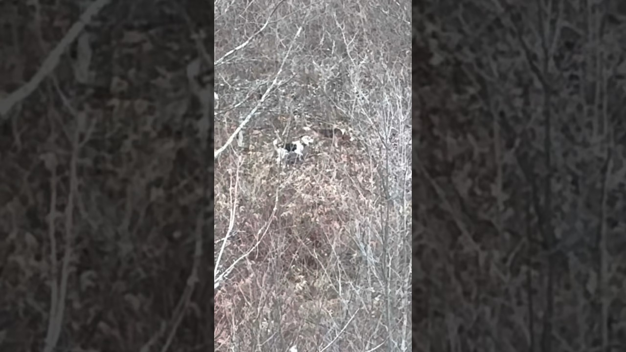 Beagles Dogs Running a Rabbit 300 YARDS AWAY!! 