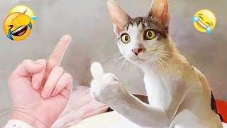 😆🐱 Best Cats Videos 😂🤣 Best Funny Animal Videos #18
