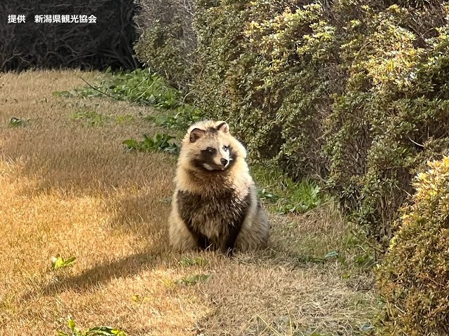新潟】ケンミンがよく知るあの場所で 野生のタヌキが2匹現る - YouTube