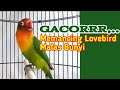 Suara Lovebird Memanggil Lawan, Gacor Ngetik Ngekek, Memancing Lovebird Lain Nyaut Bunyi