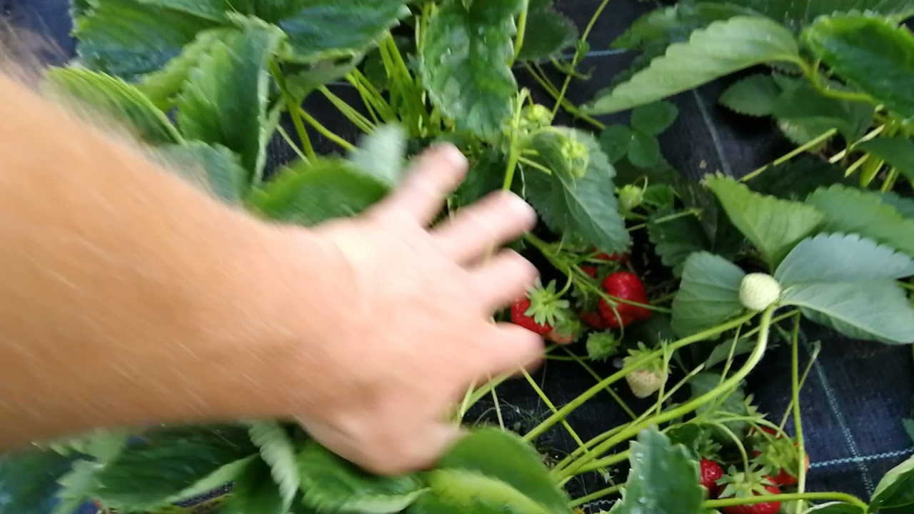 Сорт Дароял,Б категория.Удобрения Мивена