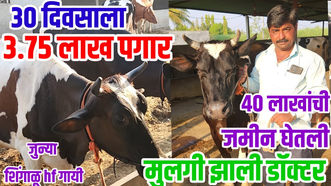 महिन्याला 3 लाख 75 हजार पगार,दिवसाला 350 लिटर दूध,जुन्या शिंगाळू hf गायी,dairy_farm vision varta