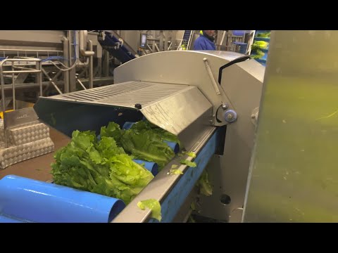 HiTec Top Tail Cutting Machine