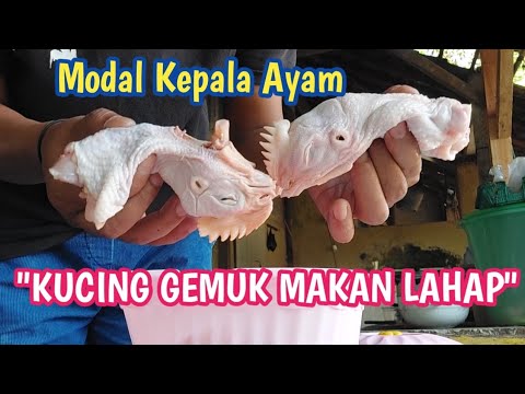 Cara Memasak Kepala Ayam Untuk Kucing