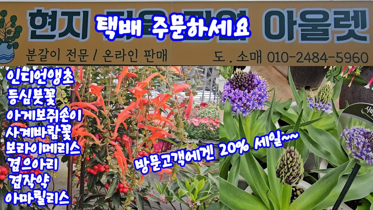 #남사현지아울렛#덩쿨장구채#인디언앵초#등심붓꽃#메리골드#아게보쥐손이#사계바람꽃#넌출월귤#보라이메리스#할미꽃#연잎양귀비#겹으아리#크리스마스로즈#겹작약#장미조팝#아마릴리스#유럽제라