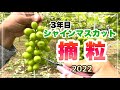 【摘粒作業】今年初収穫のシャインマスカット摘粒2022