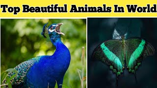 Most Beautiful and Lovely Animals||Wallpapers||Animals Lovers Desktop Wallpaper||Images Desktop 2021