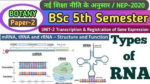 Types of RNA//BSc 5th Sem Botany 2nd Paper Unit 2 transcription & Regulation of Gene Expression