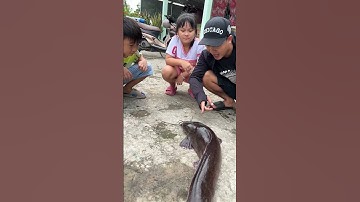 Cá trê khổng lồ #thuongonhavl #videogiaitri