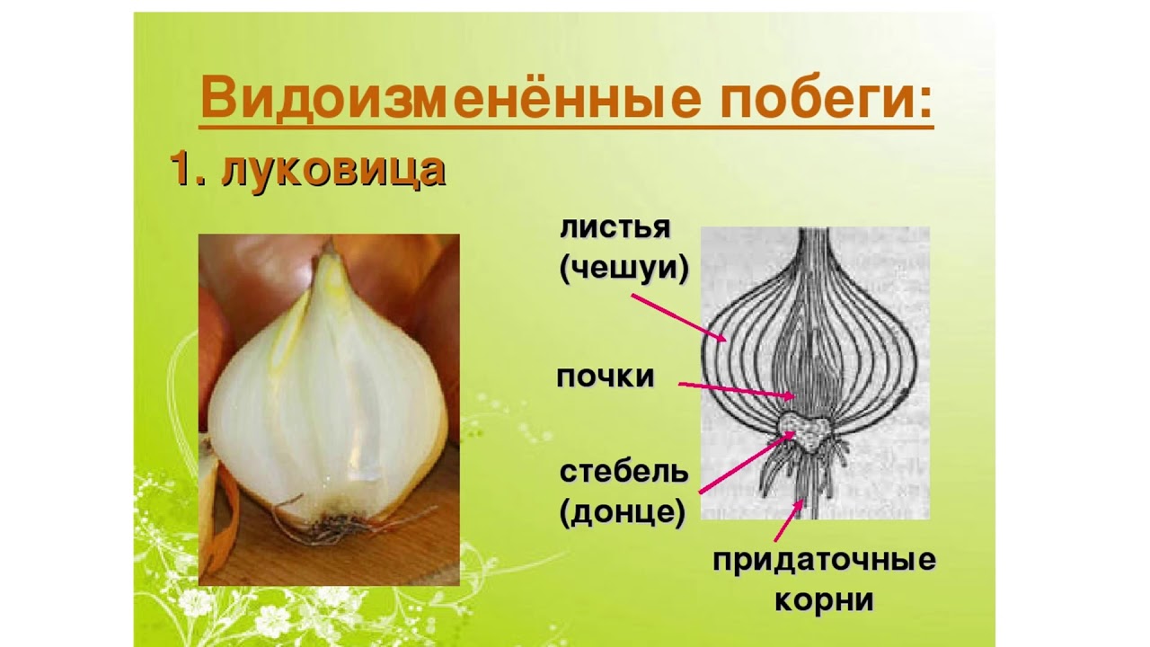 Что цветок является видоизмененным укороченным побегом. Строение видоизмененных побегов корневище луковица клубень. Донце – видоизмененный стебель луковицы?. Видоизменение побега подземные луковица. Луковица видоизмененный подземный побег.