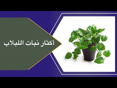 اكثار نبات اللبلاب   او البوتس بطريقه صحيحه وناجحه ١٠٠