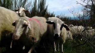 Montalegre Anhos E Cabritos - Compre No Concelho