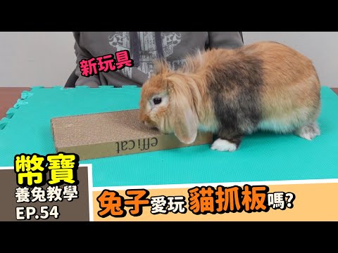 兔子愛玩貓抓板嗎? 喜歡玩具的表現｜ 草哪裡買比較便宜｜幣寶養兔教學系列 EP 54｜ChampKnows【冠軍知道】