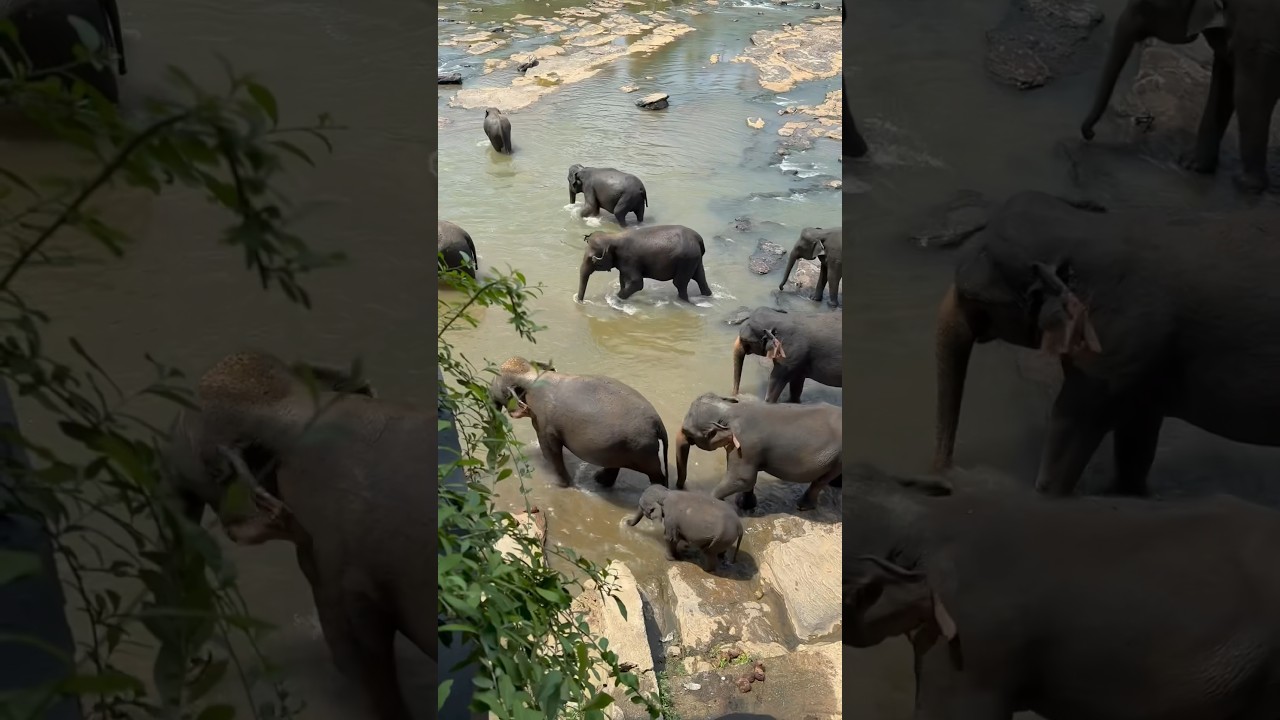 Elephant hotel in Sri Lanka! 🐘