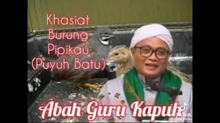 ternyata ini khasiat syalwa ( burung papikau )