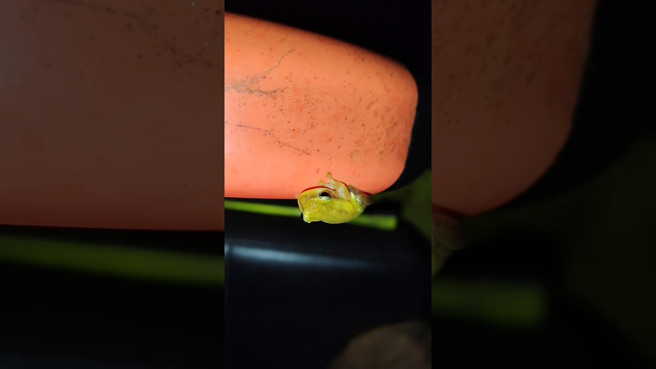 cute baby frog 🥰 l 