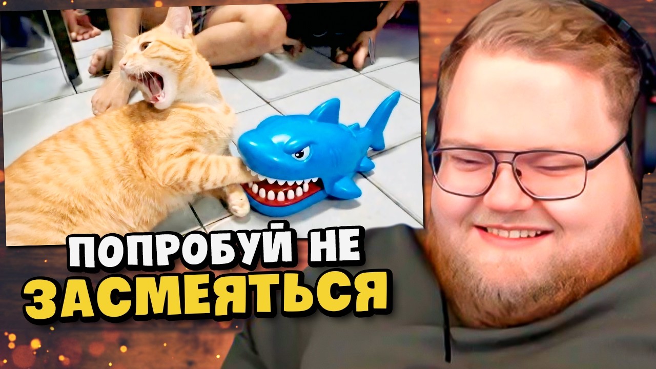 Кошачий МОЗГ / РЕАКЦИЯ T2x2