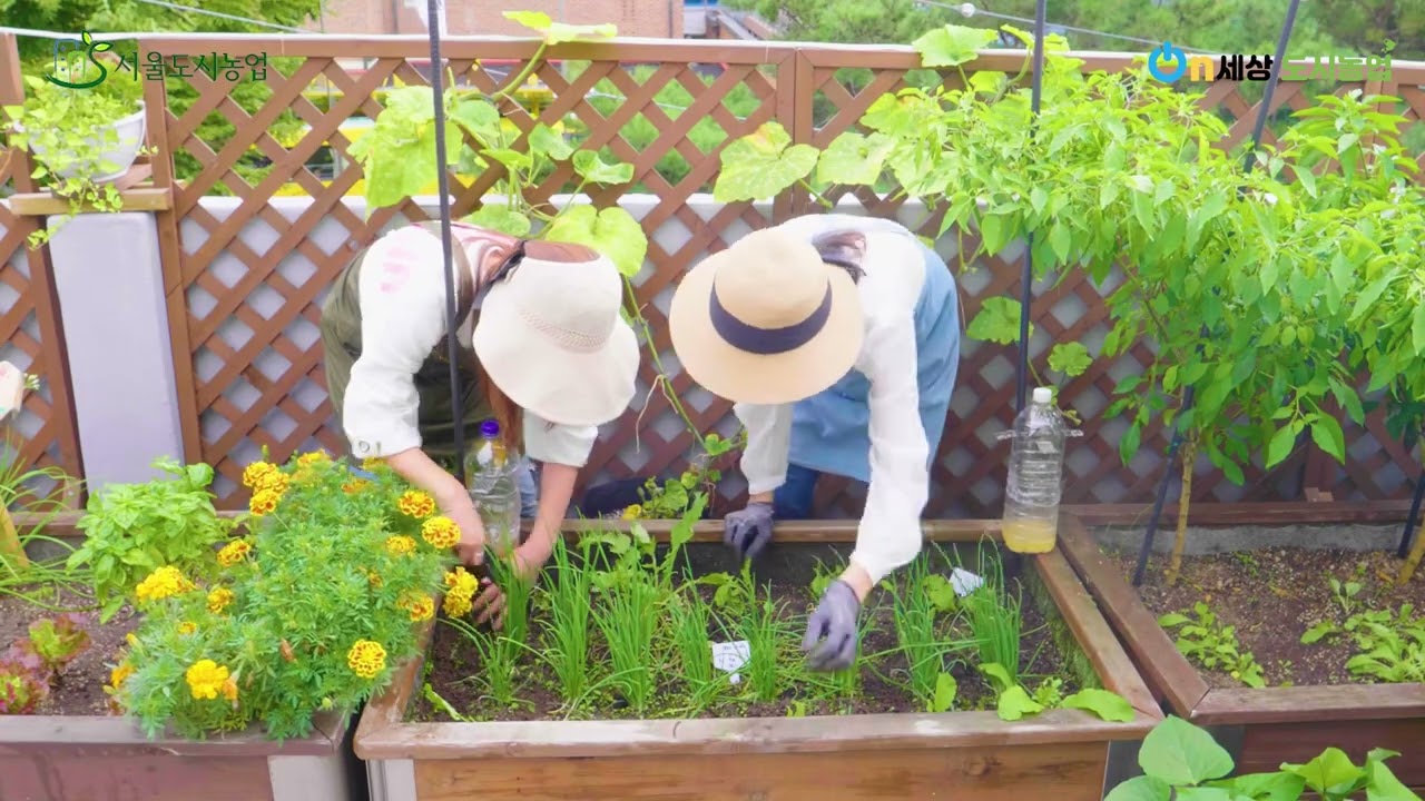 온세상 도시농업 20강 - 부추 포기 나누기와 옮겨심기