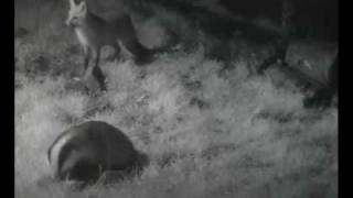Badger and red fox from webcam | WWT Caerlaverock