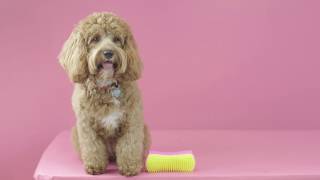tangle teezer dog brush