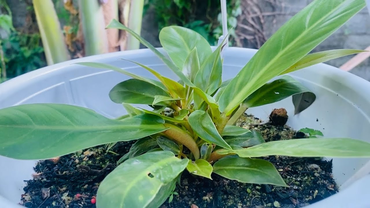 ඉදිරියේදී වැඩිපුර පැළ විකිණීම පිළිබඳව. 