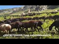 Гиссарские овцы и аборигенные САО Таджикистана  Умара из селения Сугдиён,  Гиссарского района