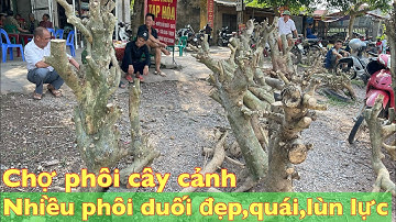Chợ phôi cây cảnh lớn nhất miền bắc | nhiều cây duối đẹp bán tại chợ